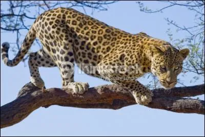 La panthère grimpe très bien aux arbres, mais elle peut aussi :
