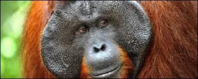 Dans la langue des Indonésiens (le malais), orang-outan veut dire :