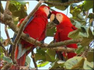Chez les aras, quand un mâle rencontre une femelle, ils restent ensemble :