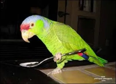 L'ara utilise ses pattes pour tenir sa nourriture. On a pu remarquer :