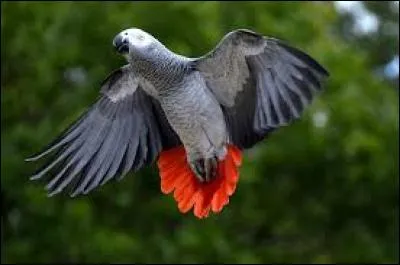 L'ara vit en Amérique du Sud mais le meilleur "parleur" c'est le perroquet gris qui vit :