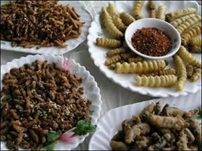 Plus tard les insectes remplaceront la viande et le poisson;