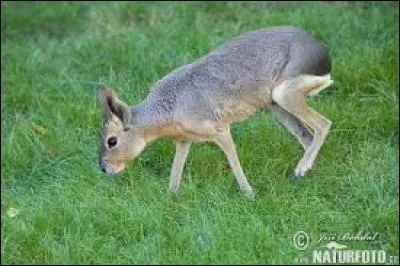 Reconnaissez-vous cet animal ?