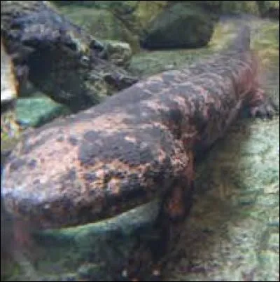 Reconnaissez-vous cet animal ?