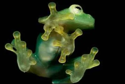 Reconnaissez-vous cet animal ?