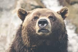 Quiz Animaux