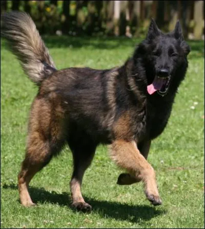 Quelle est cette race de chiens ?