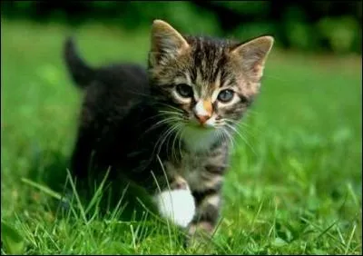 Combien pèse un chat de 2 mois ?