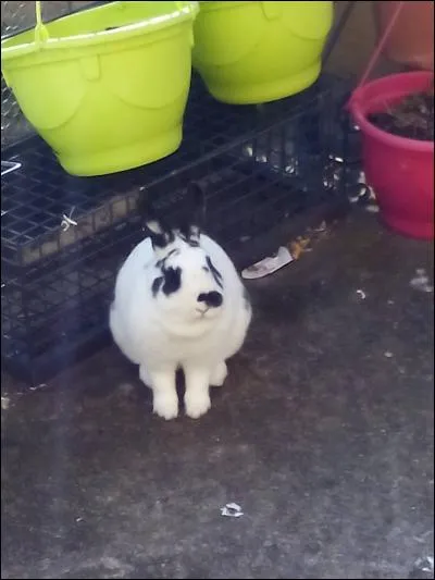 Un lapin préfère ....