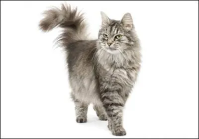 Pourquoi les chats jouent-ils avec leur queue ?