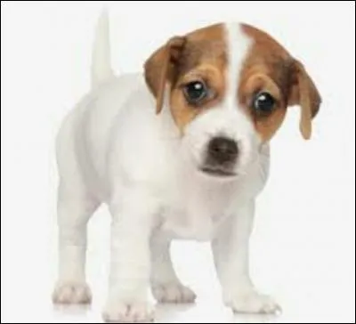 Les chiens mangent...