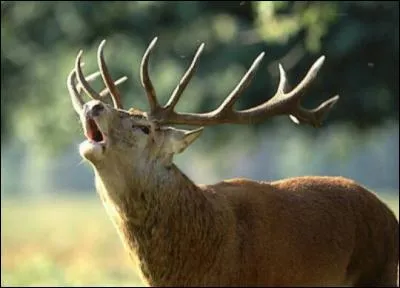 Les cerfs :