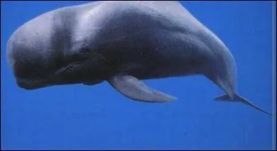 Combien pèse une baleine bleue ?