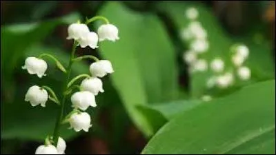 Un mois qui --- très agréable, j'adore le muguet.