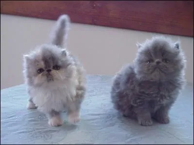 Les chats, c'est bien connu, plus c'est petit, plus c'est mignon. Mais avez-vous une idée de quelle est la longueur du chat qui détient le record du chat le plus petit du monde à l'âge adulte, en mai 2016 ?