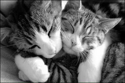 Les chats sont des petites boules de poils faites pour nous faire des câlins pour longtemps. Quelle est l'espérance de vie moyenne d'un chat ?