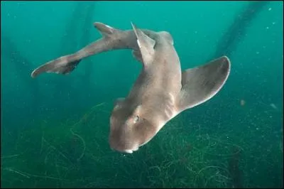 Reconnais-tu ce requin ?