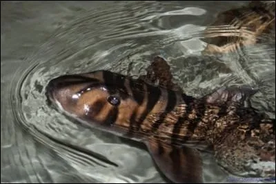Reconnais-tu ce requin ?