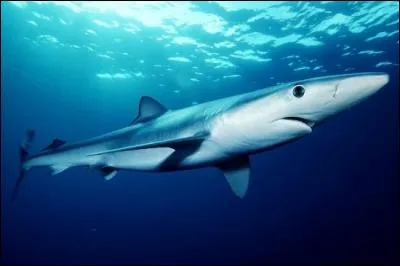 Reconnais-tu ce requin ?