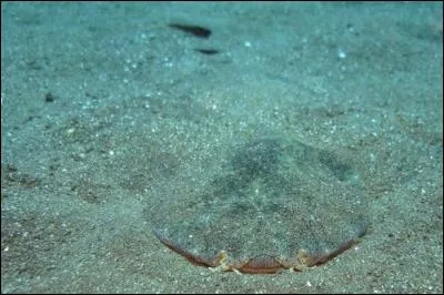 Reconnais-tu ce requin ?