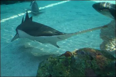 Reconnais-tu ce requin ?