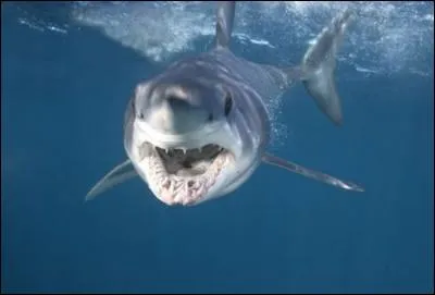 Reconnais-tu ce requin ?