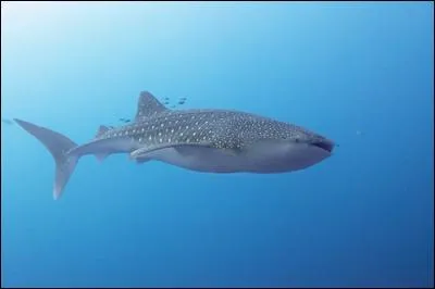 Reconnais-tu ce requin ?