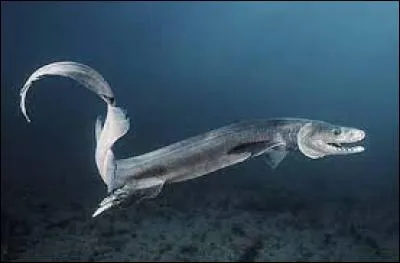 Reconnais-tu ce requin ?