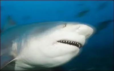 Reconnais-tu ce requin ?
