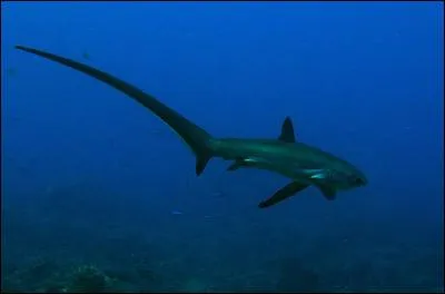 Reconnais-tu ce requin ?