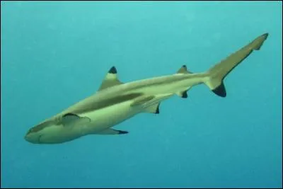 Reconnais-tu ce requin ?