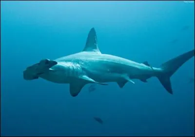Reconnais-tu ce requin ?