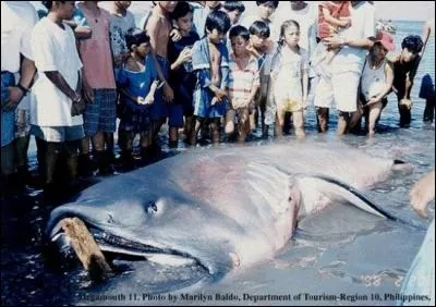 Reconnais-tu ce requin ?