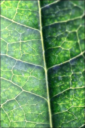 Quelle est cette couleur ?