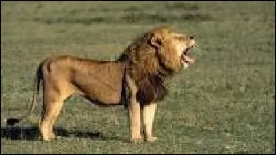 Qui est le roi des animaux ?