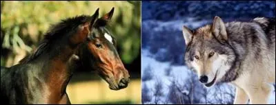 Tiens, votre canasson chauvit des oreilles !