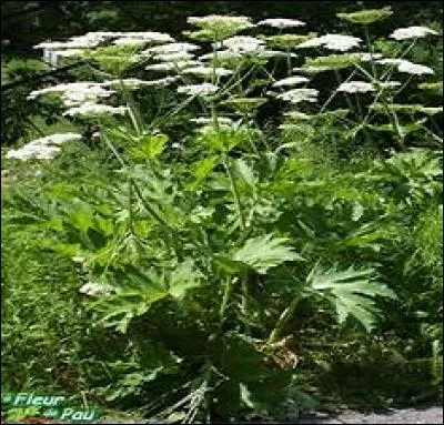 Peucédan désigne le benjoin.