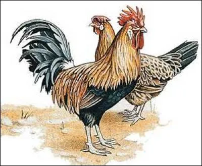 Peuh a le même sens que peuchère.