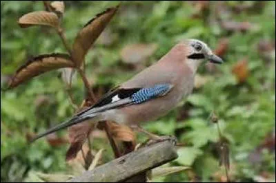 Cet oiseau dont on dit qu'il est un grand bavard s'appelle le geai.