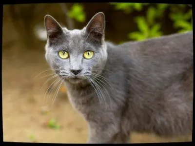 Qui était la sur de la compagne d'Etoile Balafrée ?