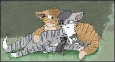 Combien auront-ils de chatons ? Je vous laisse compter...��