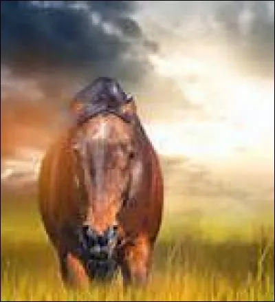 Un cheval qui chauvit des oreilles vers l'arri&egrave;re cherche &agrave; comprendre les bruits venant de loin derri&egrave;re lui.