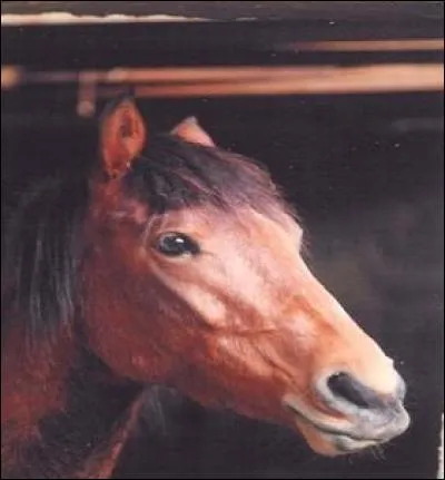 Le cheval n'est pas capable de ne bouger qu'une seule oreille.