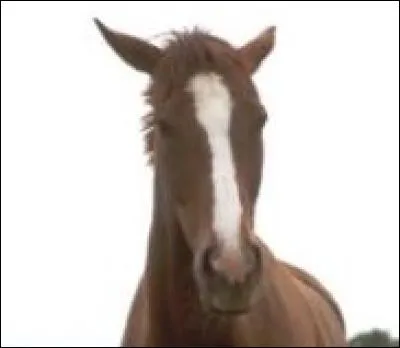 Le premier cheval mal coiff&eacute; que vous avez rencontr&eacute; tr&egrave;s t&ocirc;t ce matin dormait encore debout si bien que ses oreilles &eacute;taient tombantes.