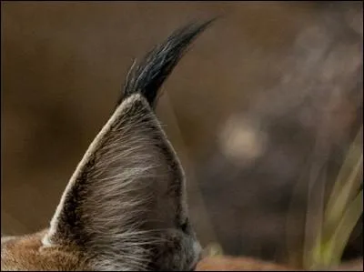 Dans le titre du quiz, le mot "en" est une pr&eacute;position.