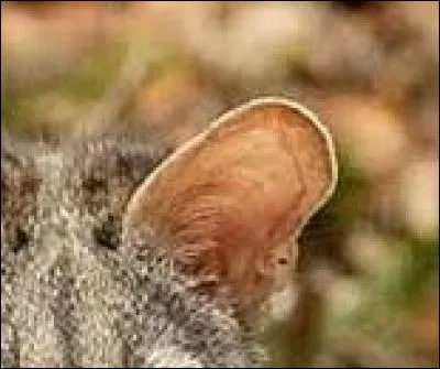 Lorsque le mot "les" pr&eacute;c&egrave;de directement un verbe c'est un article d&eacute;fini.