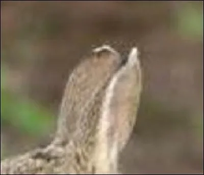 Petit retour sur le titre.Le sujet de l'auxiliaire avoir dans le titre du quiz est "je" (j').