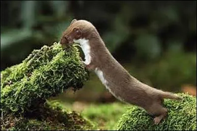 La belote est l'un des noms de l'animal en photo.