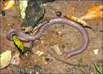 Le suffixe "bène" n'indique pas le fait de marcher.