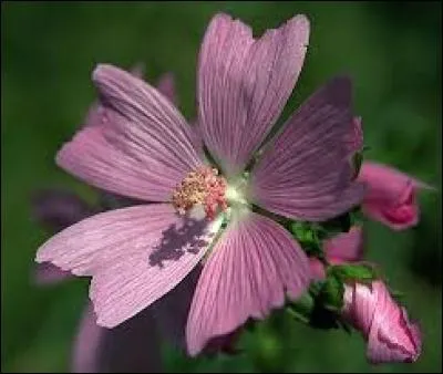 Les propriétés anti-tussives de la mauve sont dites béchiques.